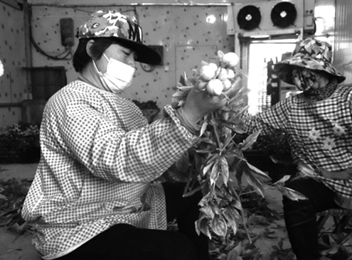 工人对刚采摘下来的芍药花进行修剪